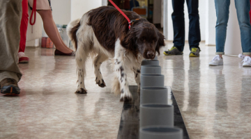 Speciálně vycvičení psi umí detekovat onemocnění COVID-19. FN Olomouc byla stěžejním partnerem projektu