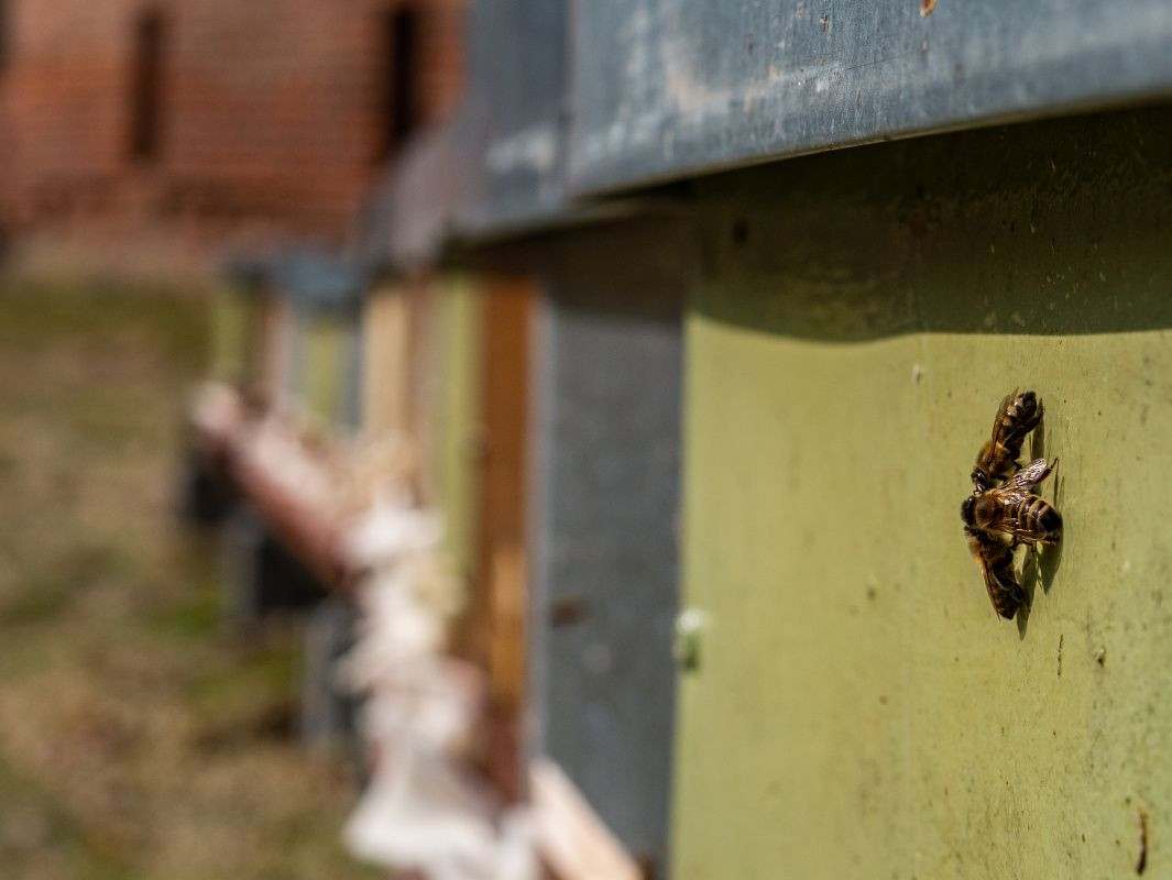 Včelky mají svůj domov ve fortu Tafelberg v areálu FN Olomouc. Foto: Štěpán Smutný
