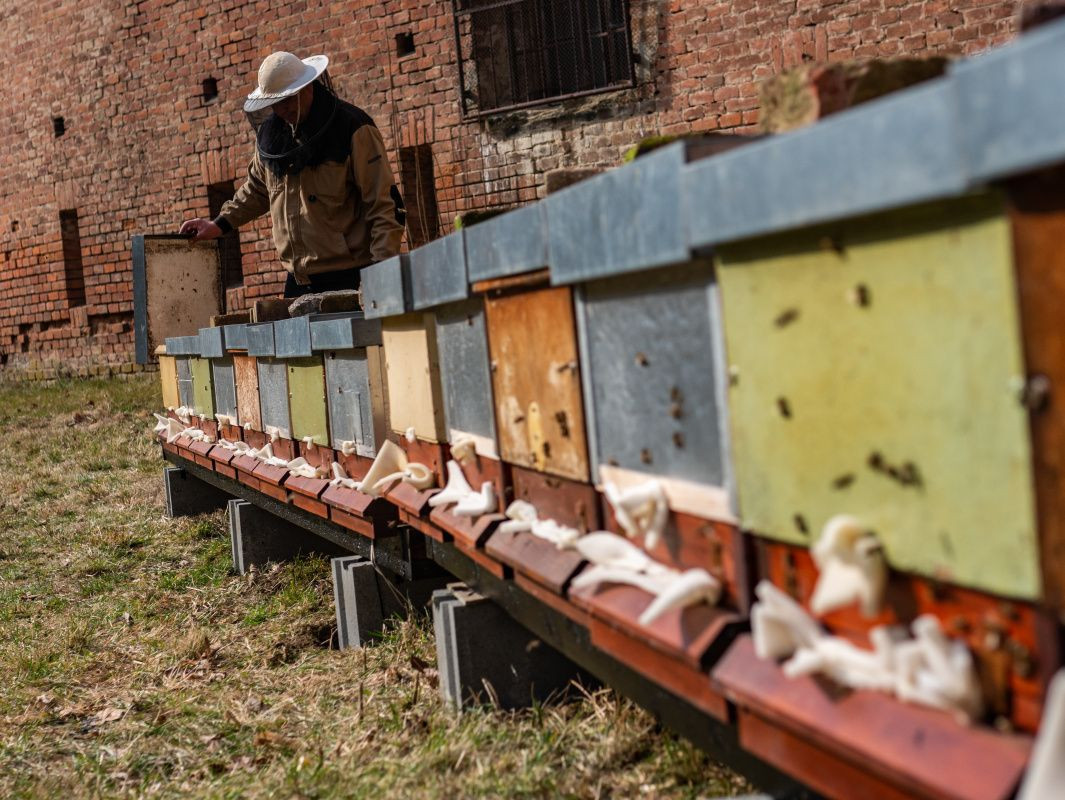 Včelky mají svůj domov ve fortu Tafelberg v areálu FN Olomouc. Foto: Štěpán Smutný